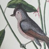 Vintage bird board - Crested titmouse - Old ornithology engraving by Seligmann & Catesby. 1973.