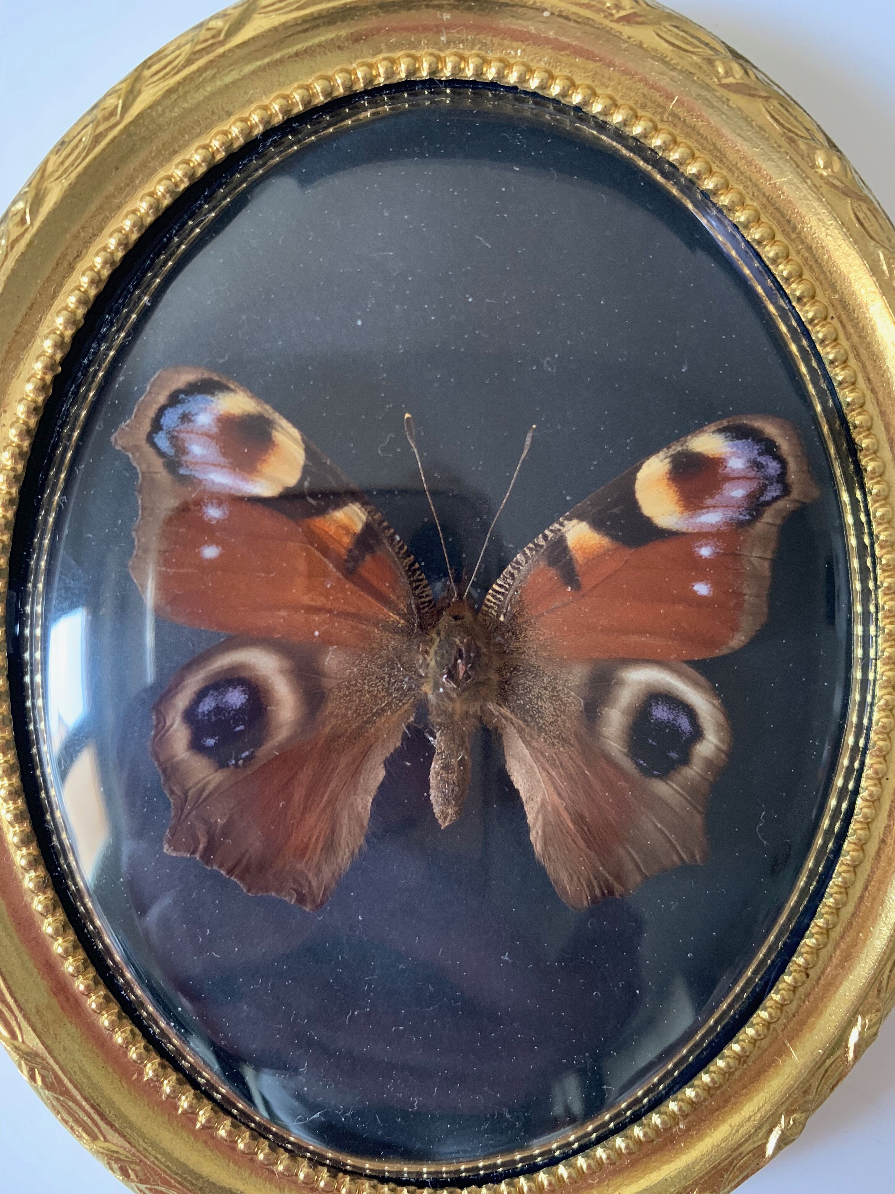 Butterfly under bulging frame