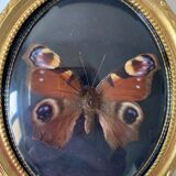Butterfly under bulging frame
