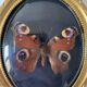 Butterfly under bulging frame