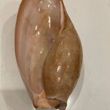 Shell volute