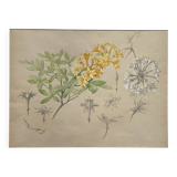 Marcel Corrette, Art Nouveau Floral Study of Rhododendron Luteum Watercolor
