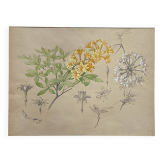 Marcel Corrette, Art Nouveau Floral Study of Rhododendron Luteum Watercolor