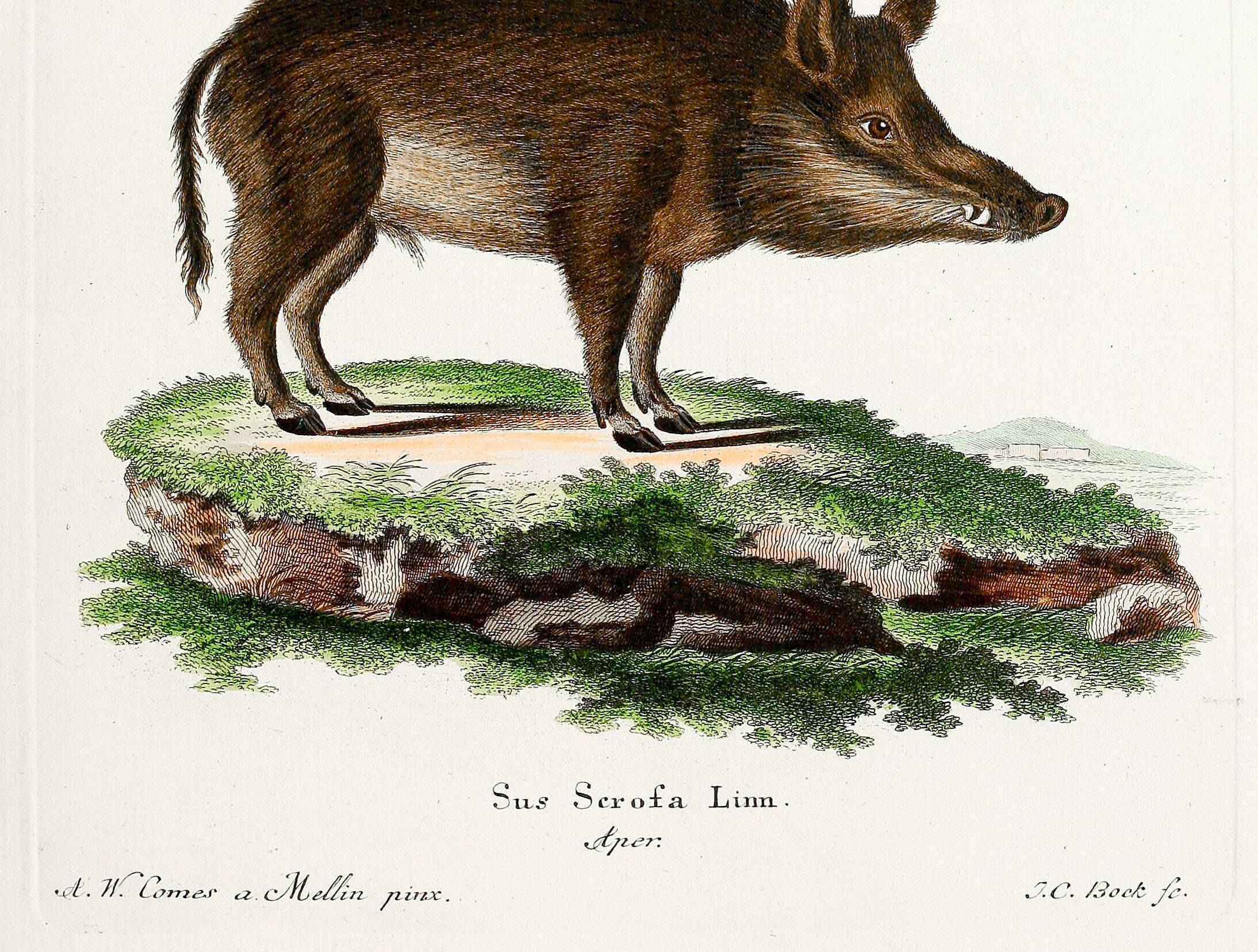 Poster about a wild boar, based on an old engraving from 1774.