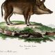 Poster about a wild boar, based on an old engraving from 1774.