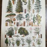 Lithographie sur les arbres de 1928 "épicéa"