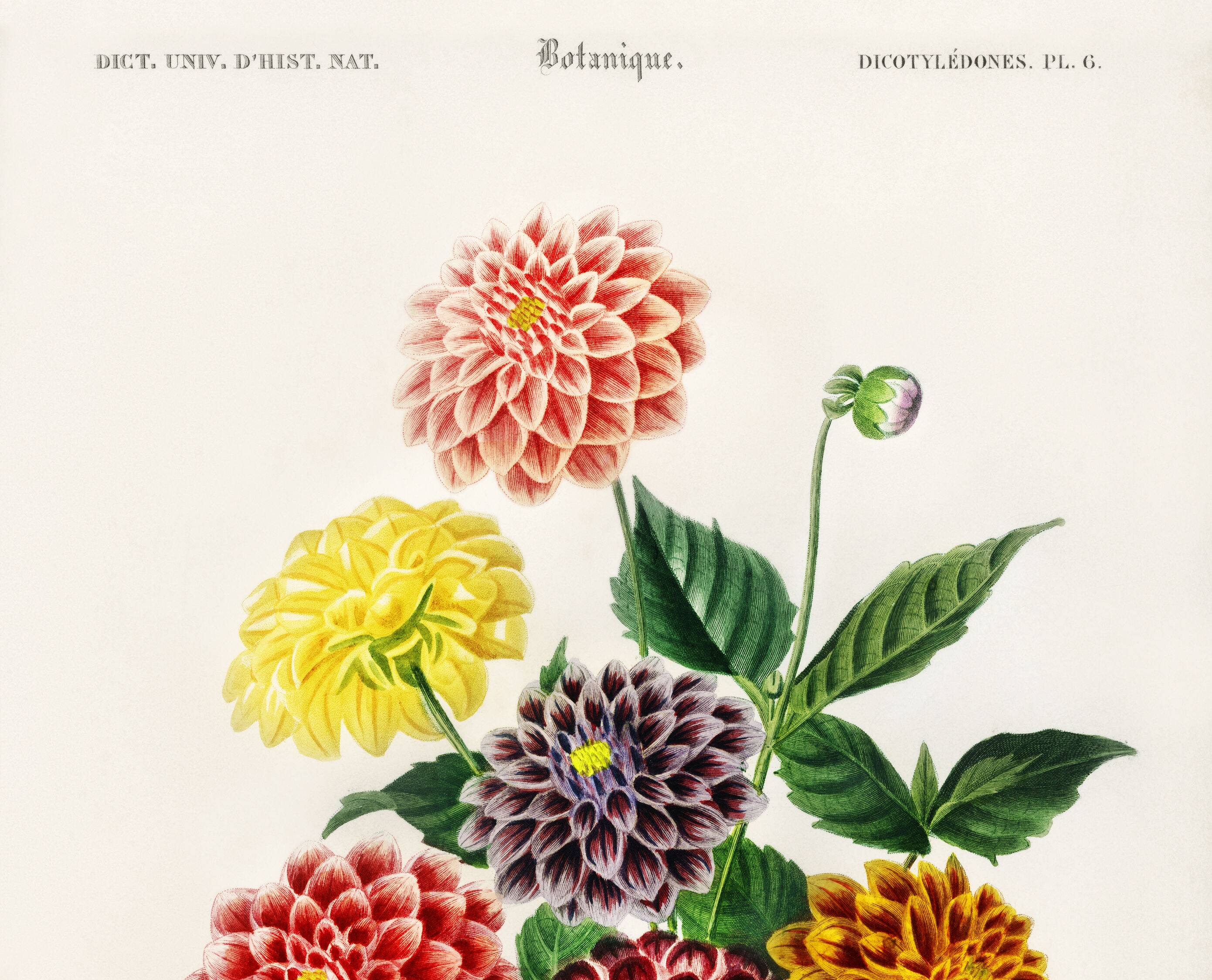 Poster about the Dahlia, based on an old engraving from 1849.