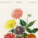 Poster about the Dahlia, based on an old engraving from 1849.