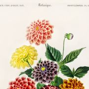 Poster about the Dahlia, based on an old engraving from 1849.