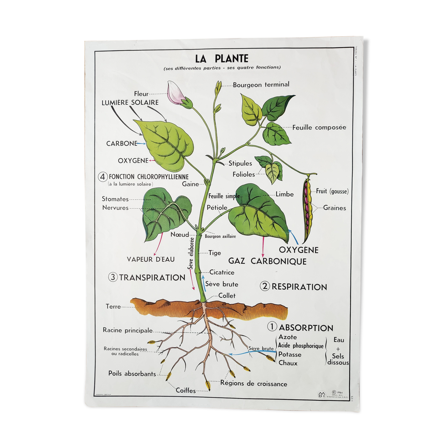 Vintage school poster MDI plant/germination
