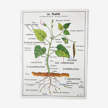 Vintage school poster MDI plant/germination