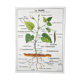 Vintage school poster MDI plant/germination