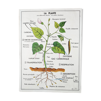 Vintage school poster MDI plant/germination