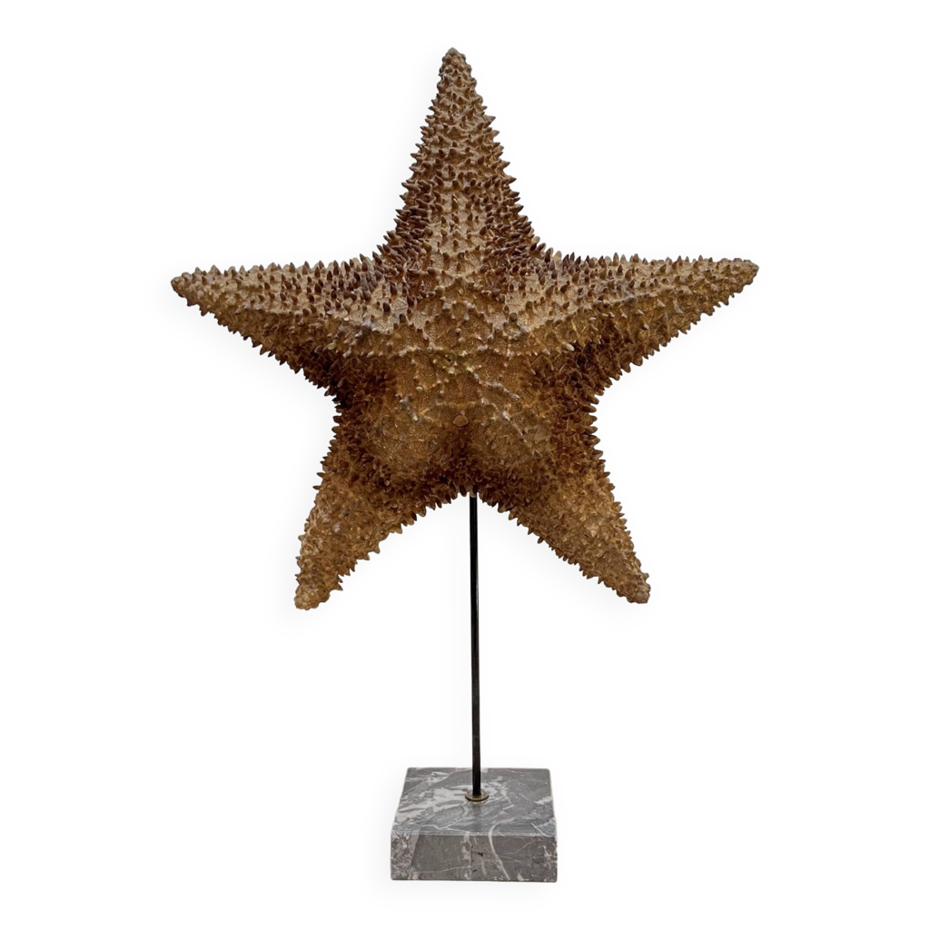Étoiles De Mer Naturelles Pour Décoration - Lot De Coquillages De Plage, Pour Mariage, Résine époxy, DIY Et Décoration Maritime