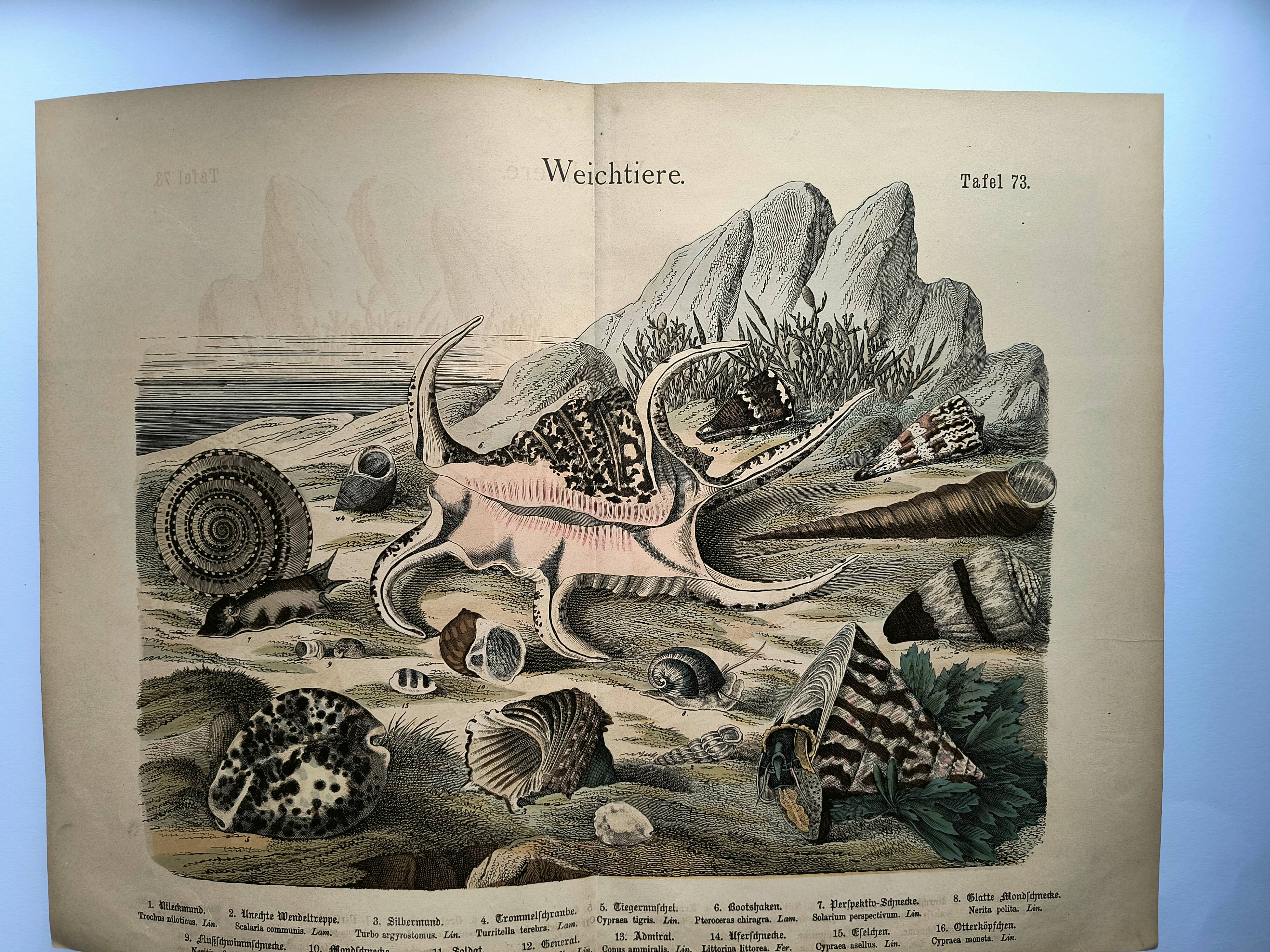 Gravure ancienne 1886 - Coquillages et mollusques 1.Lithographie planche