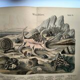 Gravure ancienne 1886 - Coquillages et mollusques 1.Lithographie planche