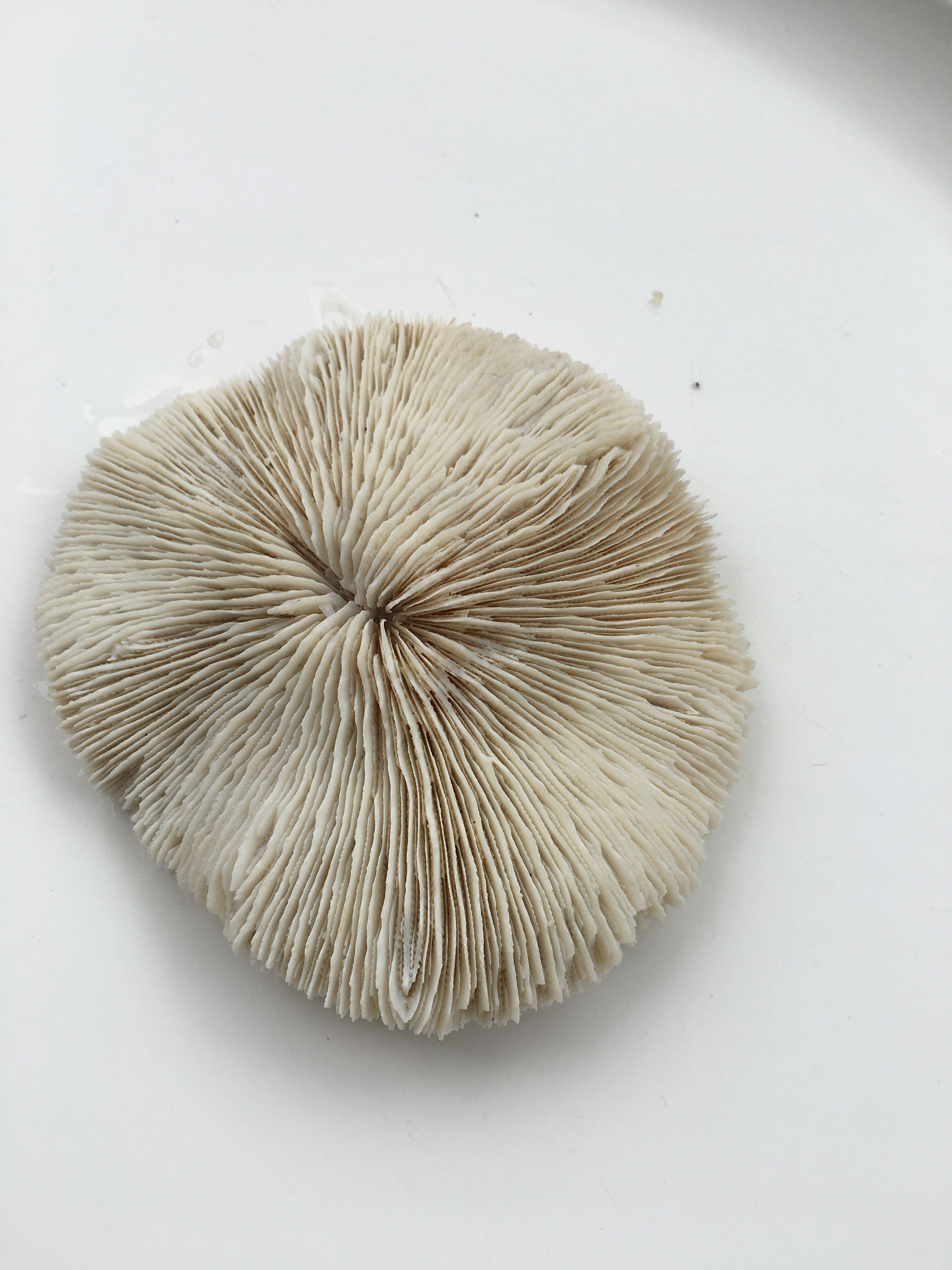 Great coral Fungia