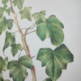 Botanical board -Ivy- Illustration of medicinal plants