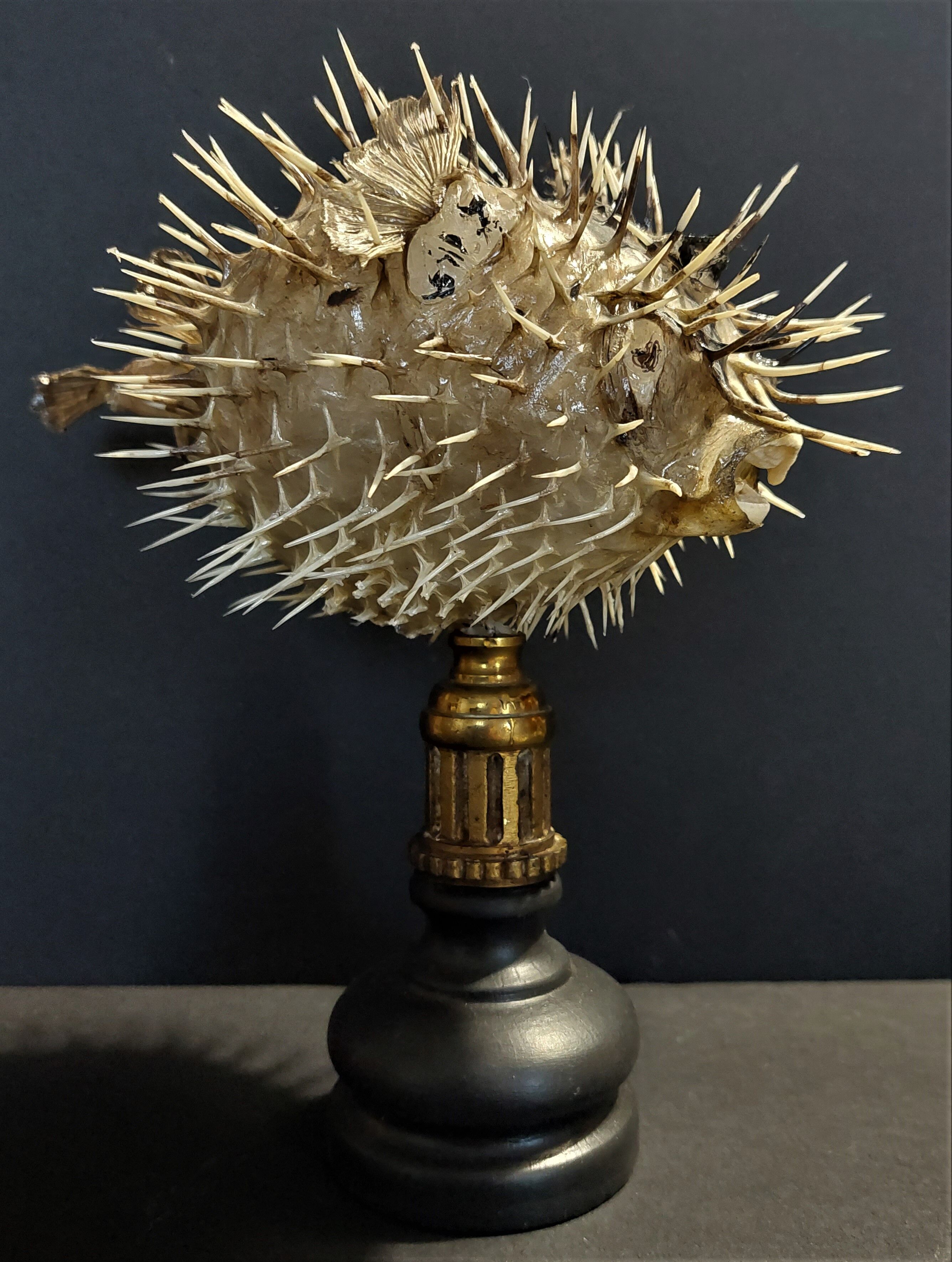 Cabinet of Curiosities naturalized fish diodon holocanthus on base