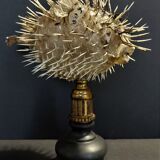 Cabinet of Curiosities naturalized fish diodon holocanthus on base