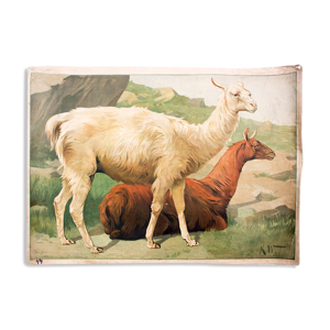 Lama, grille éducatif, 1891