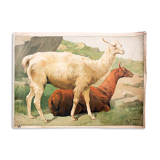Lama, educational grid, 1891