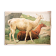 Lama, grille éducatif, 1891