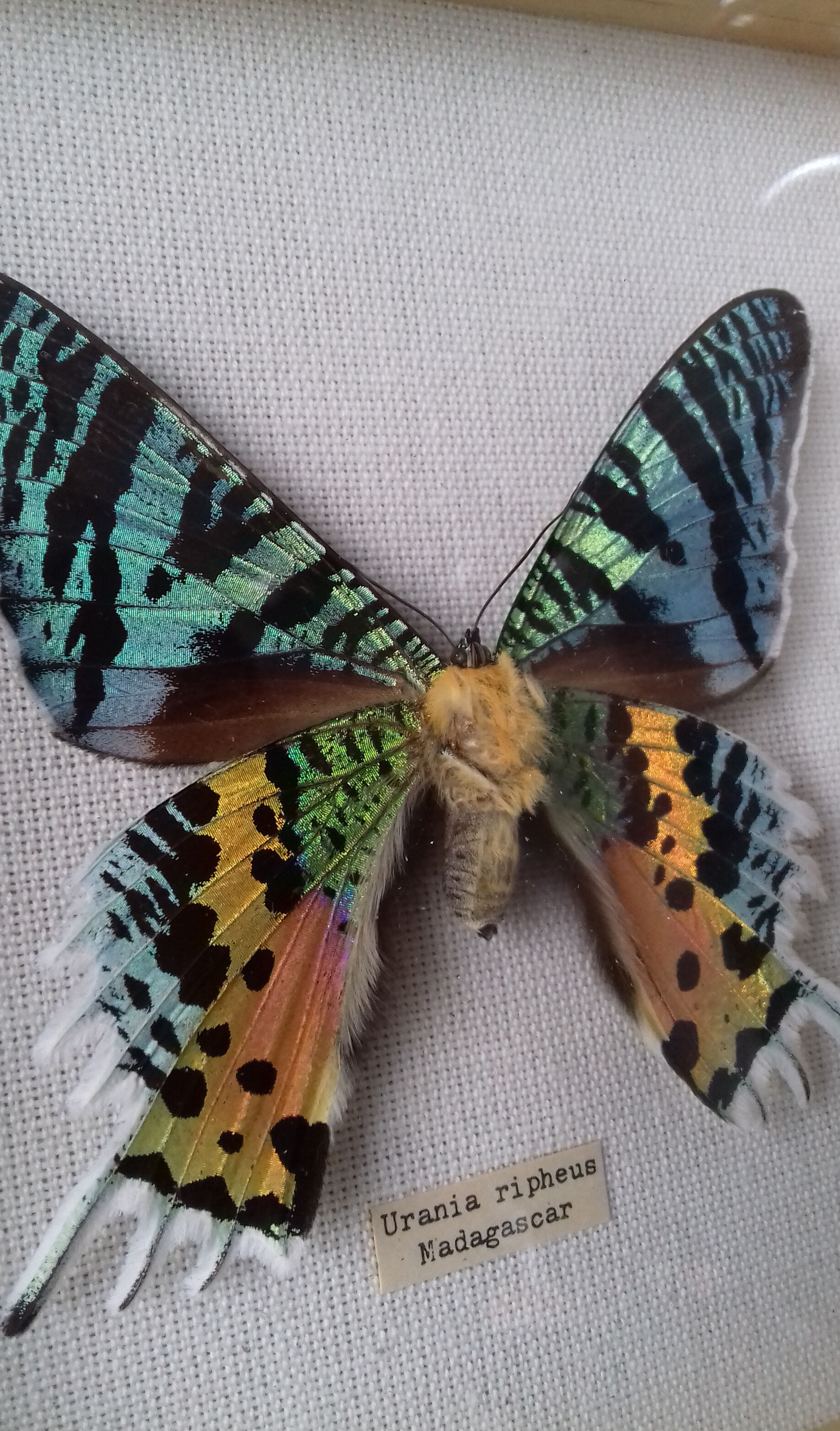 Cadre papillon exotique