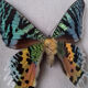 Cadre papillon exotique
