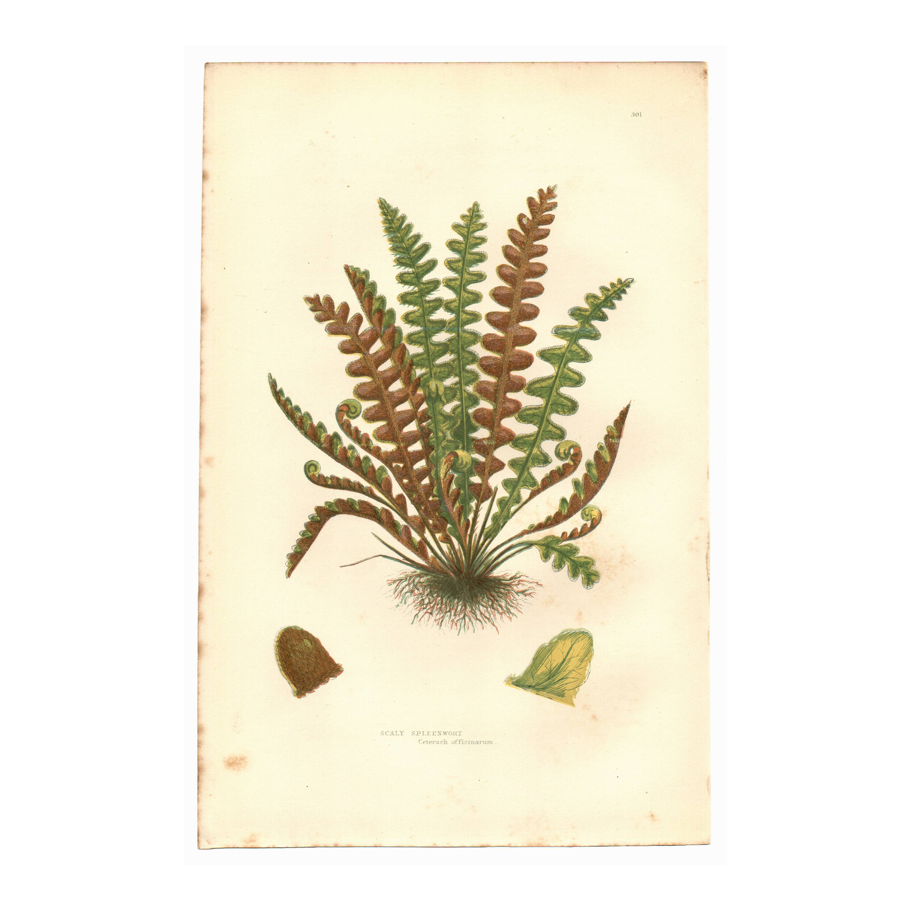 Engraving from 1889 - Scaly Fern by A. Pratt - Botanical Plate