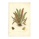 Engraving from 1889 - Scaly Fern by A. Pratt - Botanical Plate