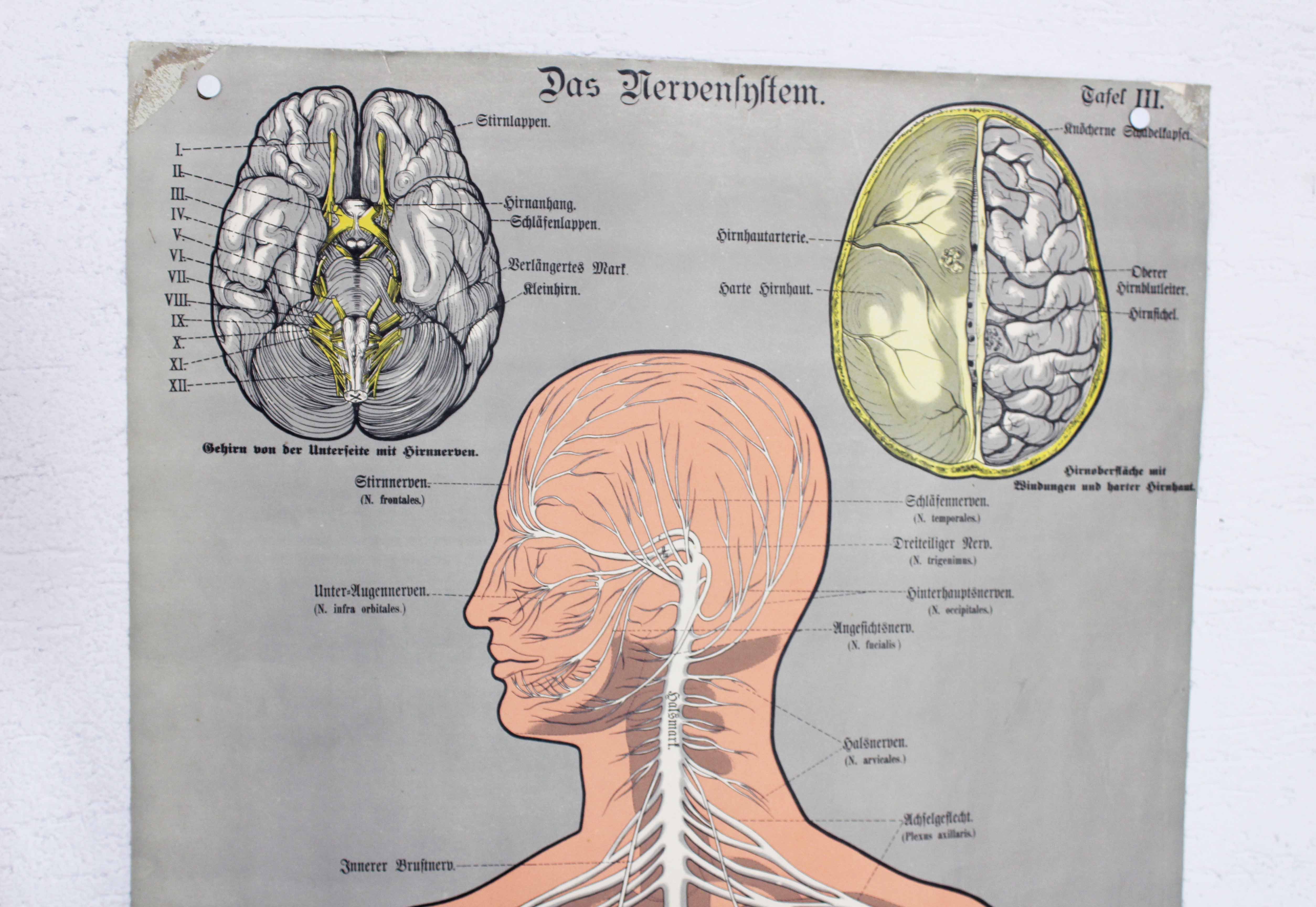 Old anatomy illustration of the nineteenth century