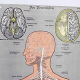 Ancienne illustration d'anatomie du XIXeme