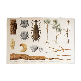 Affiche pédagogique ancienne - Hylobius abietis (1965)