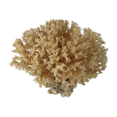 Pacific coral drink