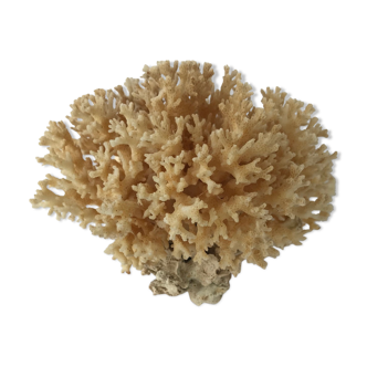 Pacific coral drink