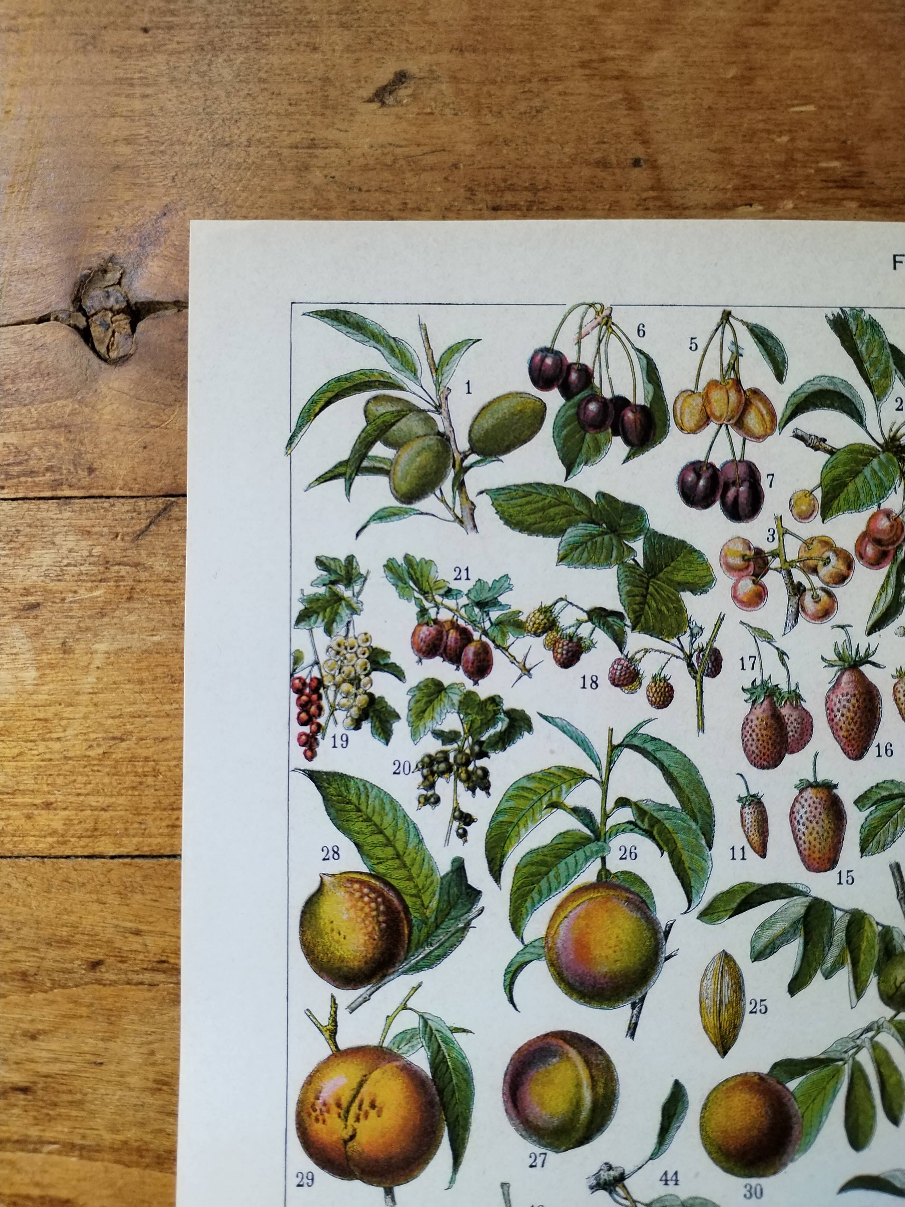 Original lithograph on fruits