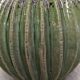 Contemporary cactus round vase in glazed dolomite ceramic.