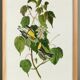 Affiche sur la Paruline à tête dorée, d’après une gravure ancienne de 1827.