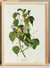 Poster about the Golden-headed Warbler, after an old engraving from 1827.