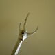 Pince à sucre manche en argent métal pince en métal argenté - Années 60