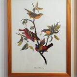 Planche oiseaux de J.J. Audubon - Bruant vespéral - 1978 Illustration zoologique et ornithologique