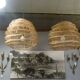 Pair of rattan chandeliers
