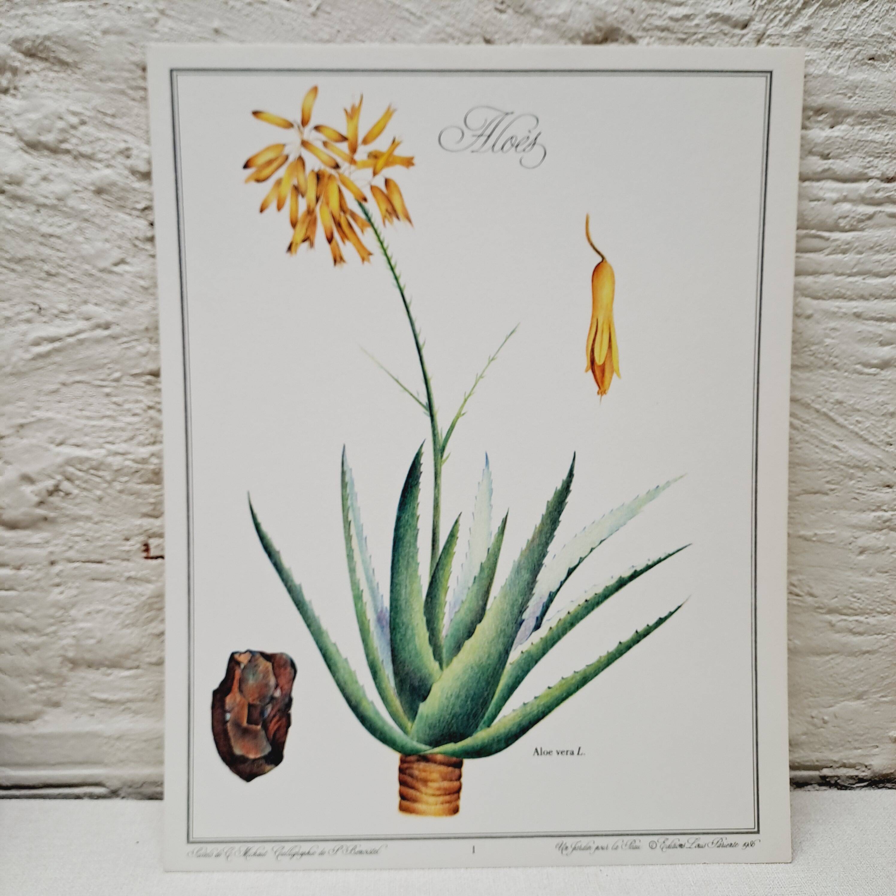 Planche botanique  Aloes