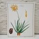 Planche botanique  Aloes