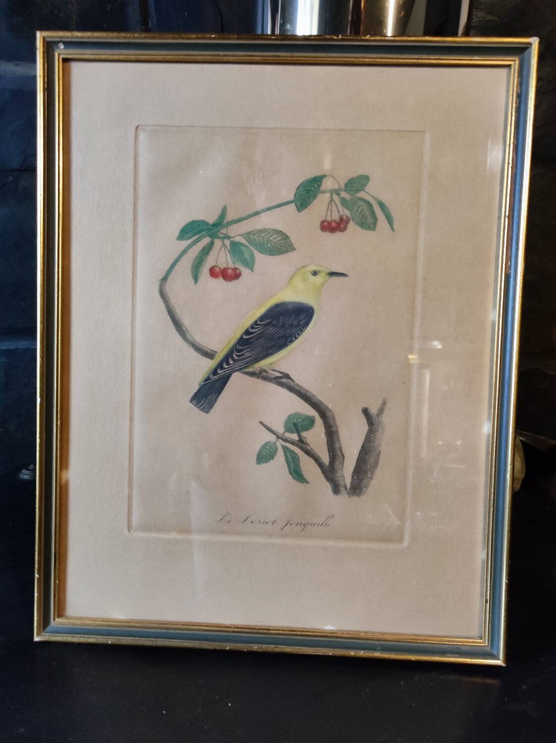 Colorized engraving, Loriot Jonquille, 19th century