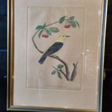 Gravure colorisée, Loriot Jonquille, 19e