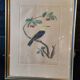 Gravure colorisée, Loriot Jonquille, 19e