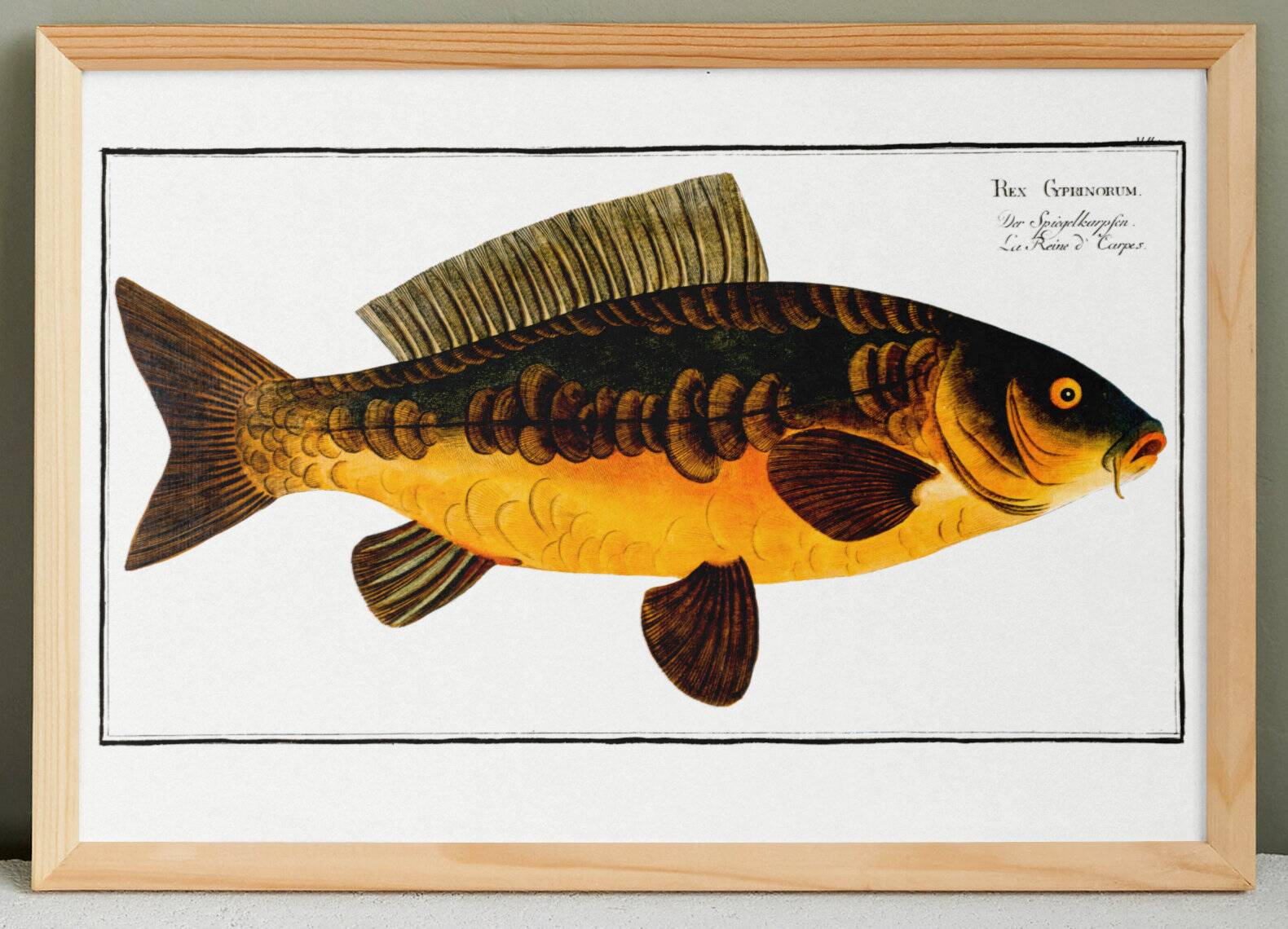 Poster about carp, based on an old engraving from 1746.