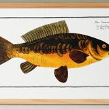 Poster about carp, based on an old engraving from 1746.